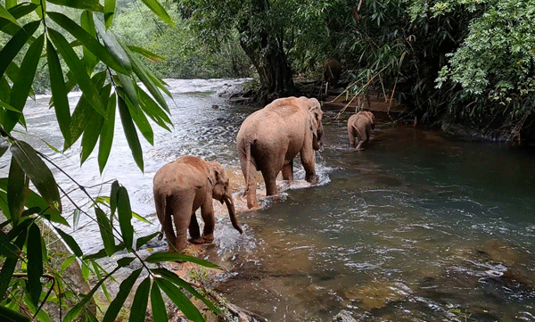 ai-elephant-detection-kerala