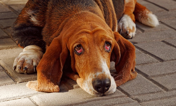 loyal-dog-waits-for-dead-owner-like-hachi-story-trending-social-media