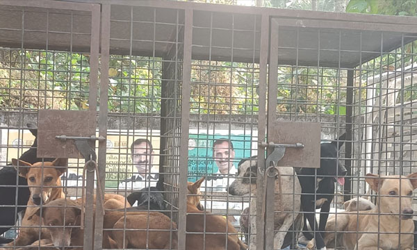 Stray dogs have been caught and shifted to shelters; V.V. Rajesh says he will keep his promise