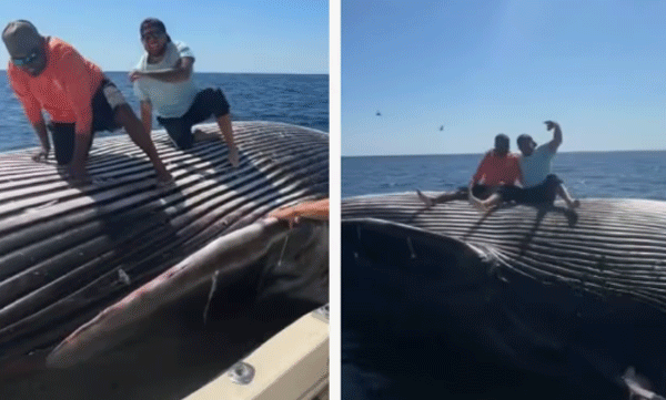 viral-video-photoshoot-on-top-of-a-dead-floating-whale