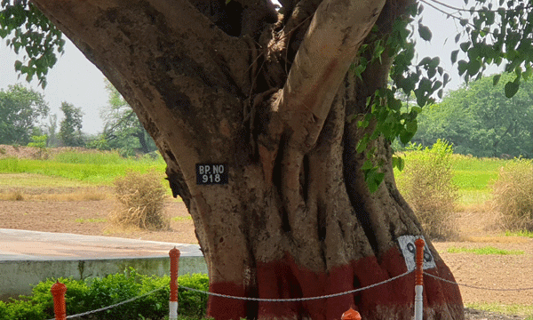 Real India–Pakistan Border Tree 