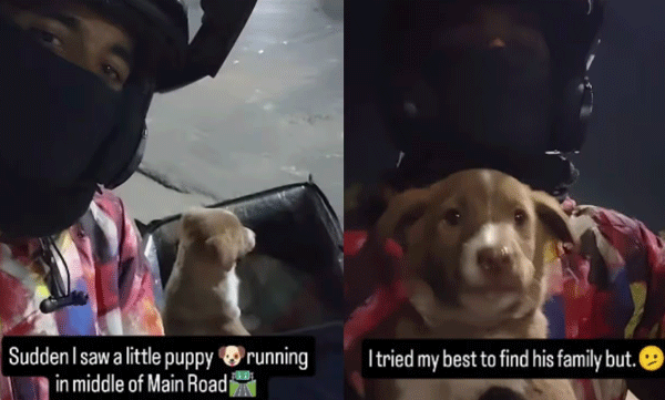 viral-video-zomato-rider-rescue-puppy-in-busy-road