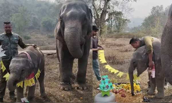 എത്ര മനോഹരം ഈ കാഴ്ച! വൈറലായി ആനക്കുട്ടിയുടെ ഒന്നാം പിറന്നാളാഘോഷം 
