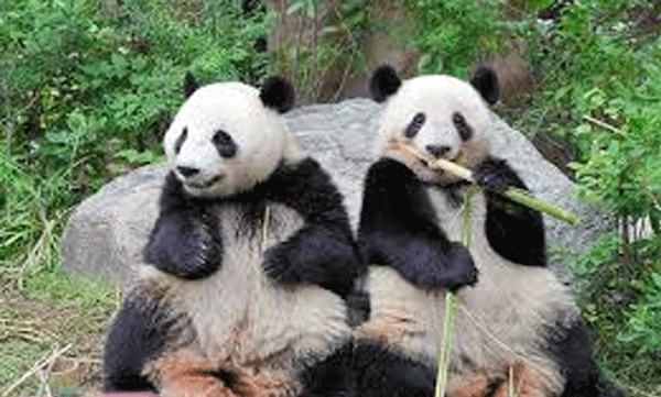  japans-last-two-pandas-xiao-xiao-and-lei-lei-return-to-china 