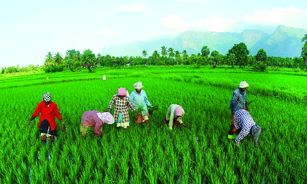 Provision for agriculture, fisheries, dairy sector and animal husbandry; 2024 crores for the agriculture sector