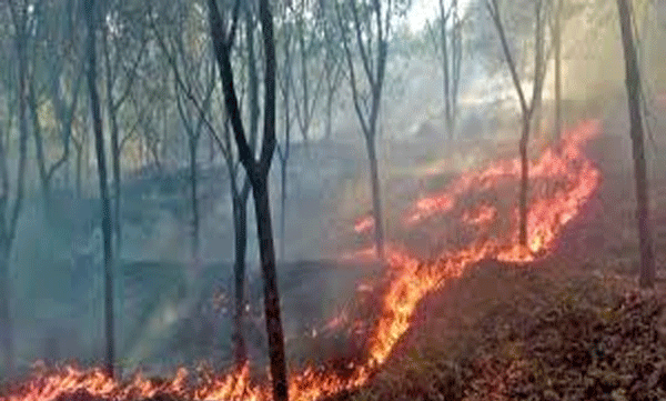  10-acres-of-rubber-estate-catches-fire-in-kollam- 