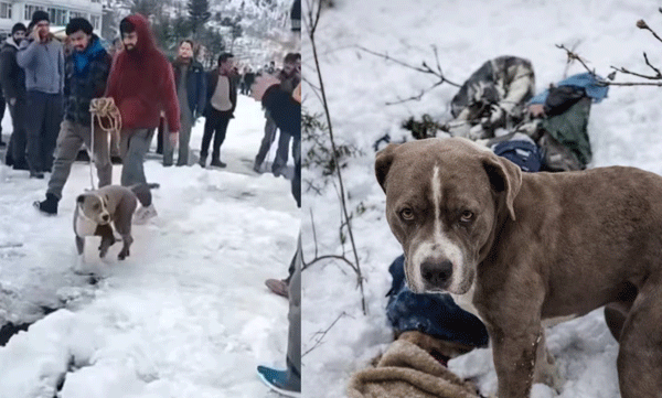 loyal-pitbull-dog-guards-owner-himachal-snow