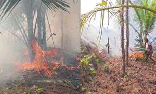 massive-fire-breaks-out-at-vimala-estate-in-vellarikundu