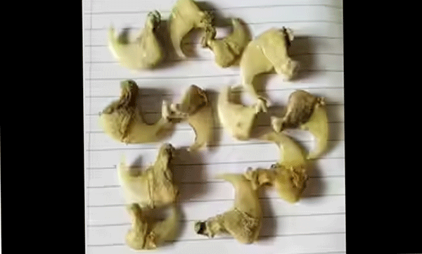 kannur-kathiroor-tiger-skin-nails-teeth-smuggling-arrest