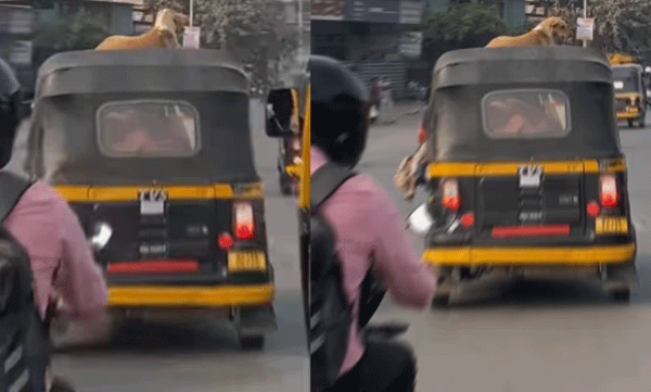 viral-video-pune-dog-rides-on-autorickshaw-roof-in-busy-road