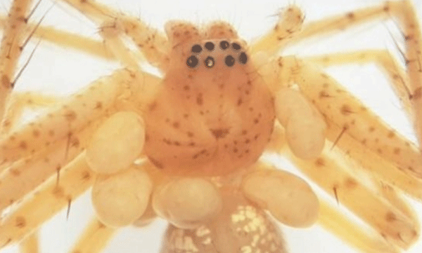 tiny-spider-parasitic-discovery
