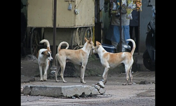 lorry-driver-sleeping-in-cabin-attacked-by-stray-dog-face-and-lips-damaged