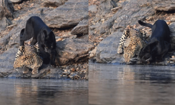 viral-video-black-panther-and-leopard-drinking-water-side-by-side-in-bhadra-tiger-reserve