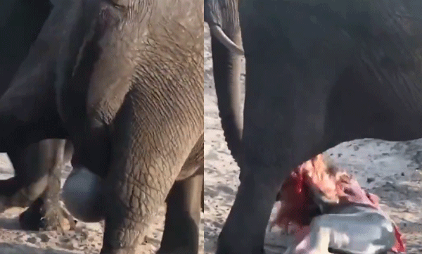 rare-elephant-birth-video