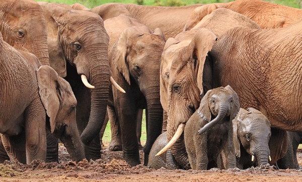 ban-on-insemination-for-wild-elephants-thailand-to-save-people-by-vaccinating-elephants