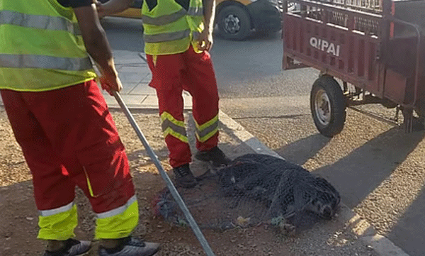 mass-killing-of-stary-dogs-ahead-of-fifa-worldcup-2030-in-morocco