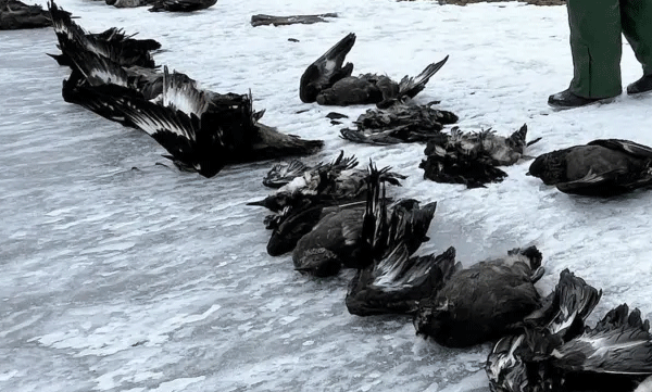 bird-flu-spreads-in-antarctica-threatening-mass-extinction-for-species