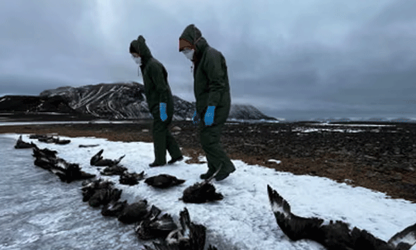 antarctica-bird-flu-outbreak