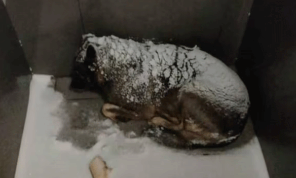 giving-blanket-to-dog-in-minus-20-degree-cold-pizza-shop-fires-delivery-boy