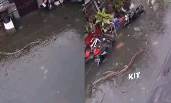 viral-video-flood-huge-python-swims-in-street