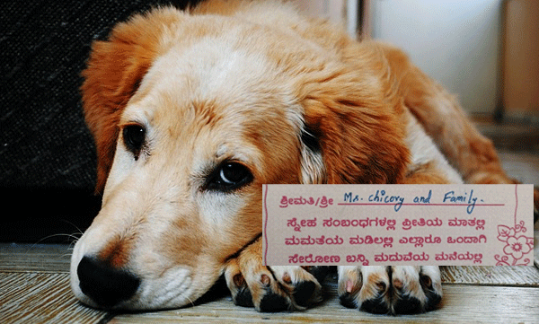 pet-wedding-invite-viral.html