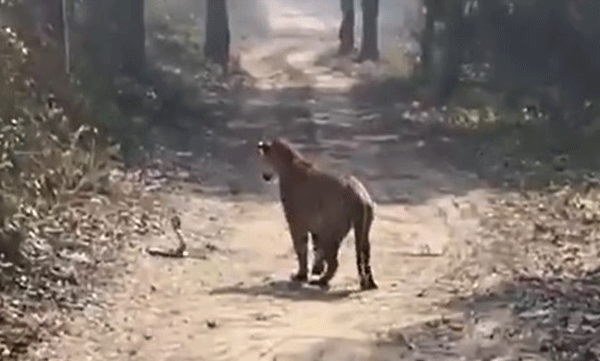 cobra-and-tiger-face-to-face-finally-video
