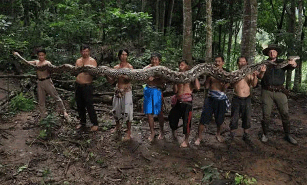 ibu-baron-holds-guiness-world-record-as-longest-wild-snake