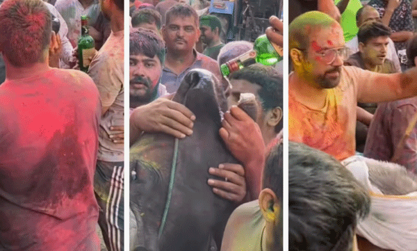 viral-video-cow-being-made-to-drink-alcohol-during-holi-celebrations-in-haryana