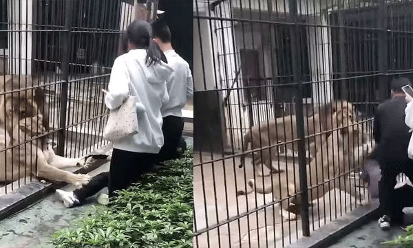 lion-grabs-10-year-old-through-enclosure-gap-at-guangdong-zoochina