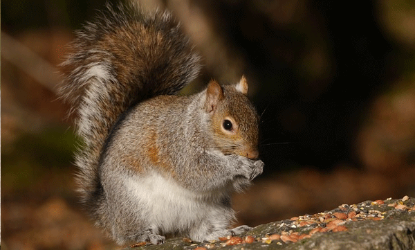 squirrel-ohio-government-outage