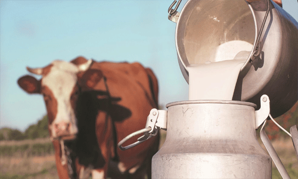 consuming-milk-of-buffalo-that-died-of-rabies-villagers-in-scare-pushing-to-receive-vaccine-