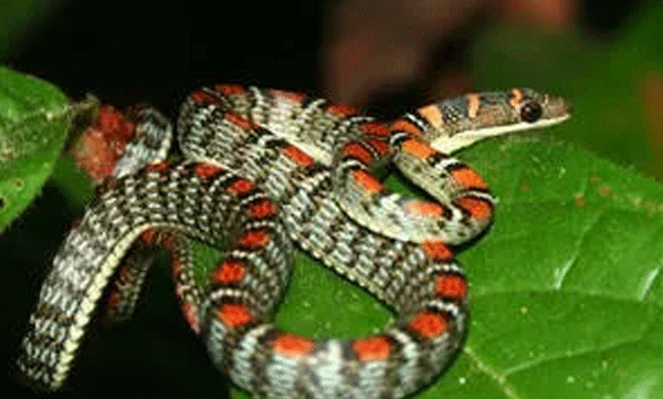 flying-snake-without-wings-it-can-also-be-found-in-the-forests-of-kerala