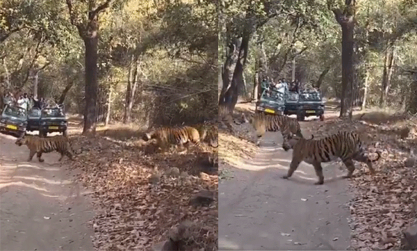viral-video-bandhavgarhs-tiger-family-takes-a-stroll