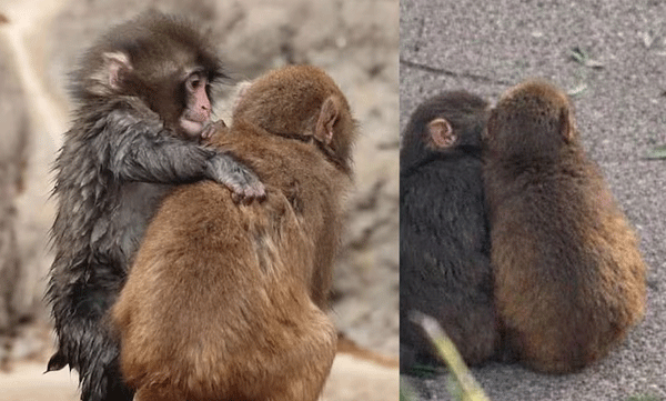 abandoned-monkey-punch-finds-love