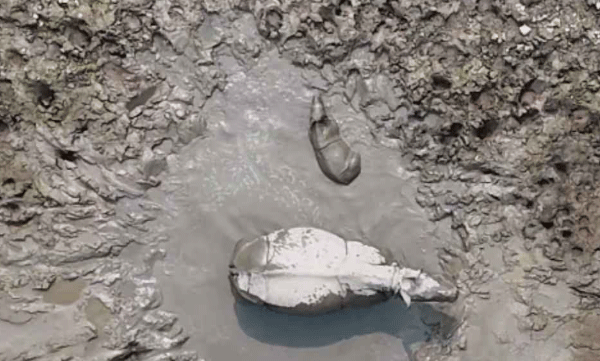 viral-video-baby-is-seen-rolling-around-in-muddy-water-under-the-care-of-its-mother