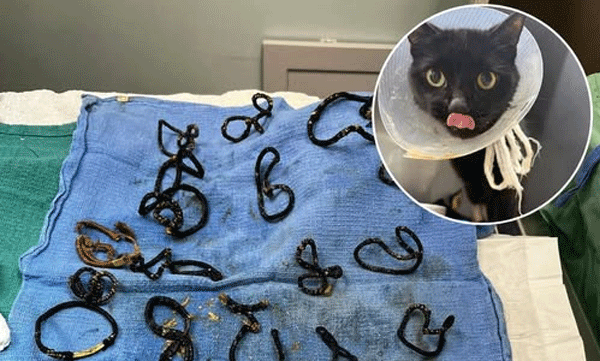 midnight-cat-intestinal-blockage.html