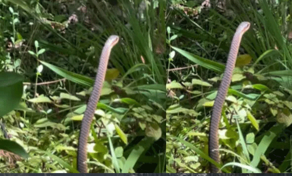 viral-video-amused-internet-reacts-to-clip-of-highly-venomous-boomslang-snake-dance-like-movements-in-south-africa
