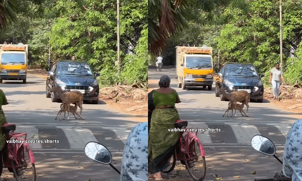 viral-video-traffic-at-iit-madras-halted-after-deer-feeding-baby