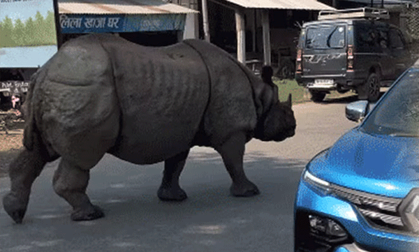 rhino-on-road-nepal-viral-video