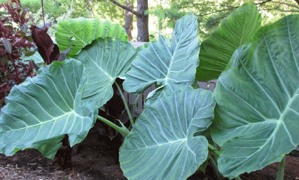 colocasia-gigantea-tropical-plant