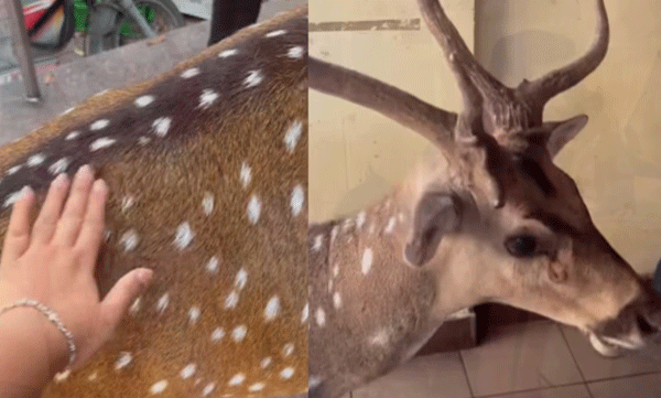 iit-madras-student-pets-deer-on-campus-watch-viral-video