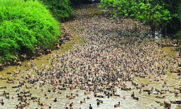 A rare sight of ducks in Chalissery Creek