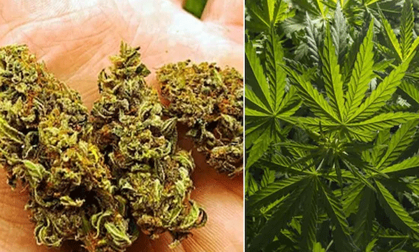 interstate-workers-caught-with-27-kg-of-ganja