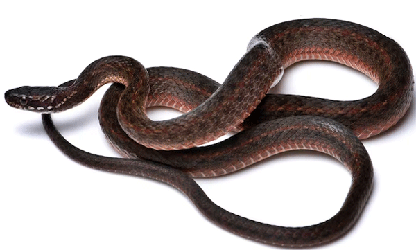 two-never-before-seen-snakes-discovered-in-india-with-rare-body-feature