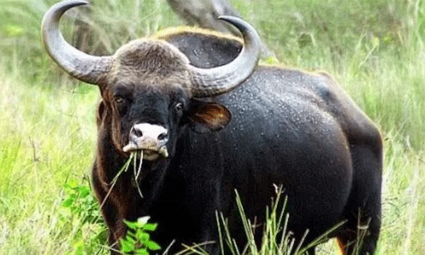 wild-buffalo-attack-marayoor