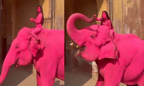 ethical-photography-animal-welfare