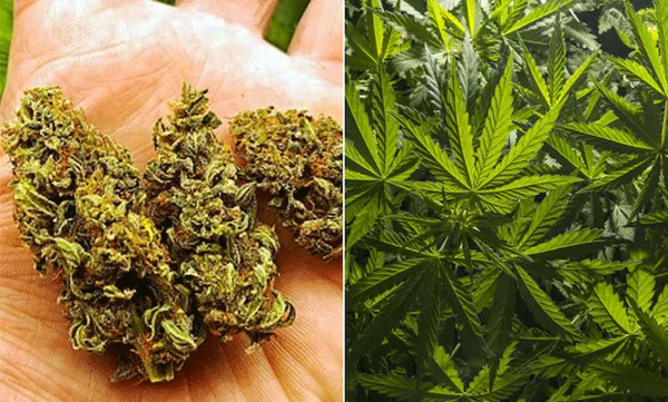 notorious-criminal-arrested-with-ganja-from-thiruvananthapuram-in-excise-raid