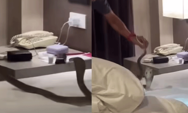 cobra-thailand-hotel-snake