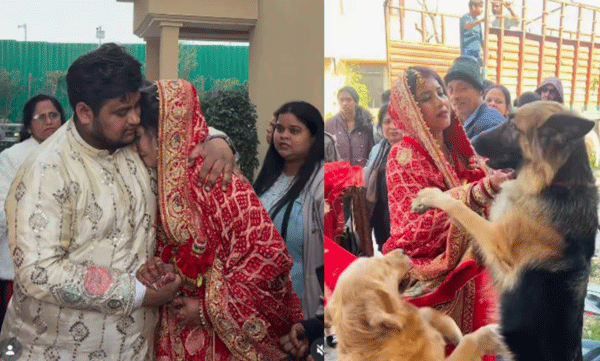 dogs-refuse-to-let-her-go-emotional-video-of-bride-viral