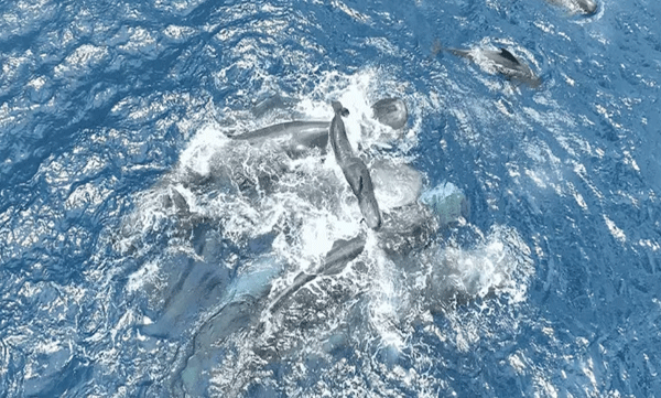 sperm-whale-cooperation-birth
